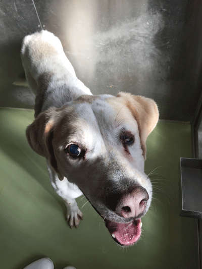 人が大好きな、大型雑種犬です！ サムネイル7