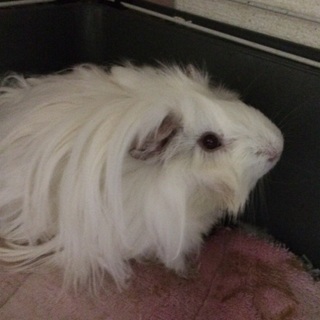 モルモット女の子