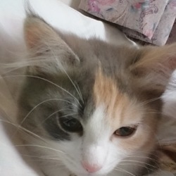 吸わなくなった