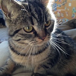 「おすまし(｀･ω･´)ｷﾘｯ」サムネイル1