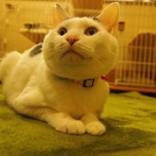 みなくん　ほかのネコとも仲良くできます