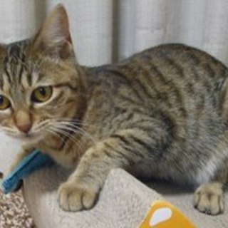 ランちゃん　おとなしい子です