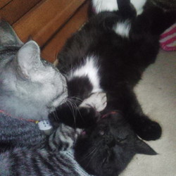 「ジャパニーズ　ドワーフキャットの百愛ちゃん」サムネイル2