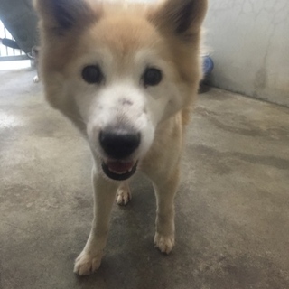 保健所で家族を待つクリームちゃん