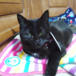 「ジャパニーズ　ドワーフキャットの百愛ちゃん」サムネイル3