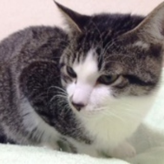 太郎くん　おとなしい子です