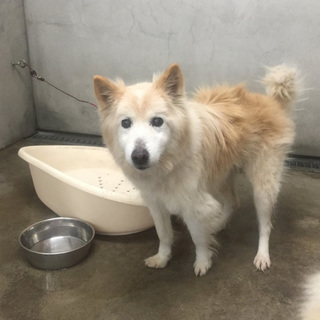 まるで姉妹？保健所で家族をまつクリームヘアの女の子