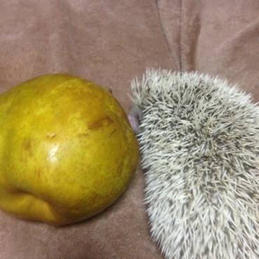 梨と大きさ比べ