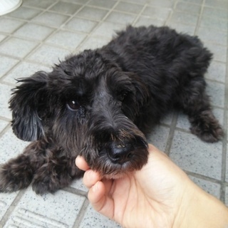 元 繁殖犬  シュナウザー女の子  ５才