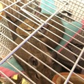 活発なデグー