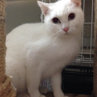 白猫ちゃん♂７か月　ブルーアイ　去勢済