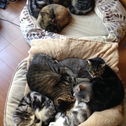 今日の猫団子は…(^_^;)