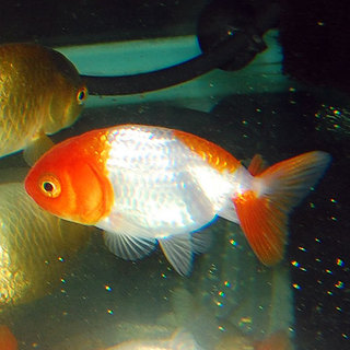 幼魚;更紗らんちゅう2匹直接引取希望