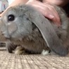 ほほんみさん