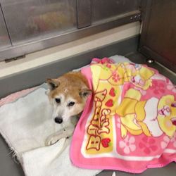 「保護犬柴じい」サムネイル1