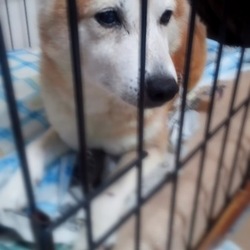 「保護犬柴じい」サムネイル2