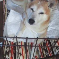 「保護犬柴じい」サムネイル3