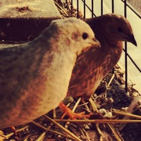 姫うずらのシンデレラ姫