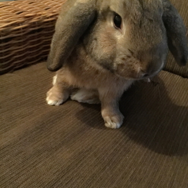 ほほんみのカバー写真