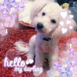 タイニープードル★小柄で可愛い！去勢済み