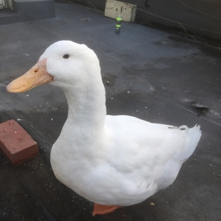 ☆里親さん決まりました☆