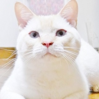 アメショーのお母さんから生まれた、息子さんです。