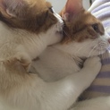 猫二匹の里親募集中！