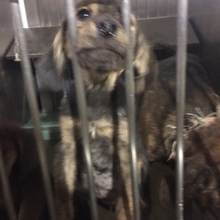 新しいお家を探してます。