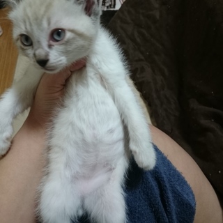 東京都が募集対象 里親決定 白 白猫 を含む 猫の里親募集情報 期限順 7ページ目 ペットのおうち 月間利用者150万人