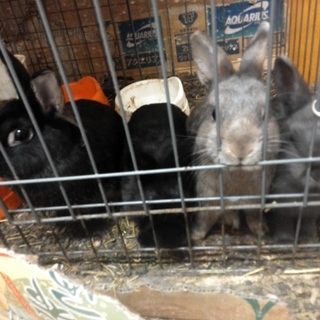 うさぎ里親募集