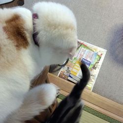 二匹のリアクション低し！（隠れんぼ編）