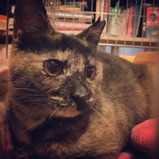 猫大好きさびちゃん！