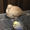 ヨシノ。