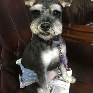 明るくハッピー★シュナウザー×パグmix♂