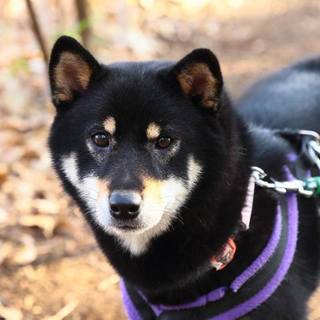 人見知りだけど愛情たっぷりアメリ♀２歳