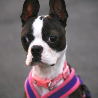 ボニー　ボストンテリア♀　２～３歳　