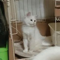 【再掲載】2匹一緒に シロネコプロジェクト