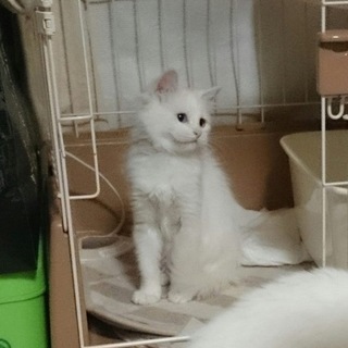 【再掲載】2匹一緒に シロネコプロジェクト