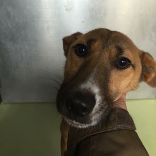 困り顔が可愛い男の子