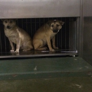 見た目はイマイチ！性格バッチリ！