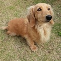 ミニチュアダックス 男の子 元気いっぱいです