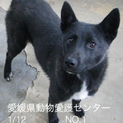 愛媛県動物愛護センターに収容されてます！！