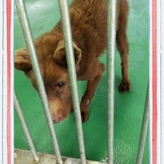 虐待なのか……　しっぽ切られています