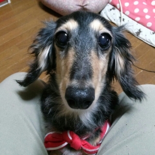 超甘えん坊な♀９～１０才（華子）