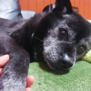 雑種♂推定15歳クロ(高齢のため終了)