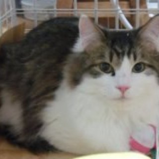 フサフサしっぽのイケメン君　(トライアル中）