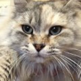 甘えん坊でゴージャスな女の子　(トライアル中）