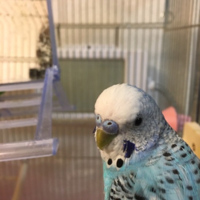 さゆすのカバー写真