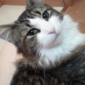 ノルウェイジャンフォレストキャット♂超性格良し