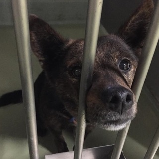 19日期限！少し臆病だけど良い子です！